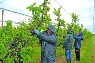 L’embauche de saisonniers agricoles