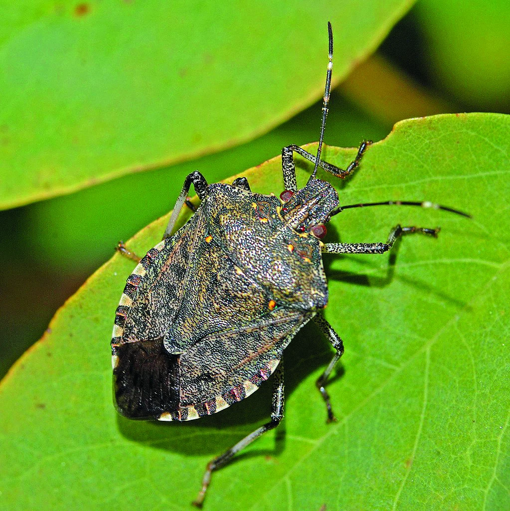 Halyomorpha halys, qui est-elle ? 