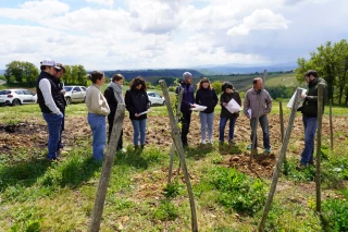 Vigne : le choix crucial du porte-greffe