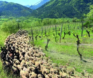 Fête de la Transhumance et de la Clairette, les 8, 9 et 23 juin