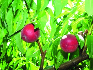 Pêches et nectarines : production attendue  en hausse