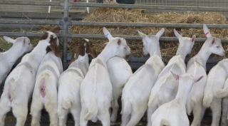 Des aides pour l’engraissement  des chevreaux à la ferme