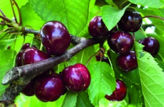 Les variétés de cerises à la loupe