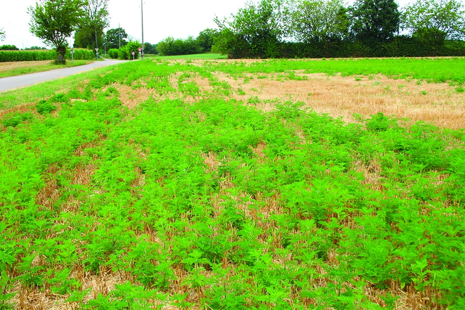 Plantes invasives, de quoi parle-t-on ? 