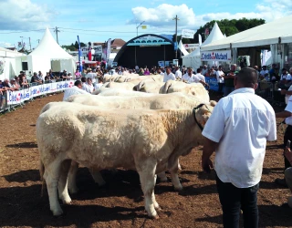 Le concours charolais crée  de l’engouement chez les éleveurs