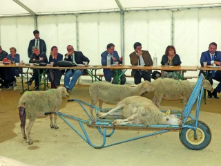 Épizootie de FCO : des éleveurs à bout