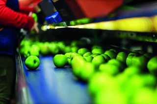 Fruits et légumes : la nouvelle version de Global Gap inquiète