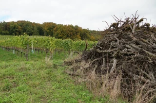 Crise viticole : feu vert de l’UE au plan d'arrachage définitif de 120 M€ 