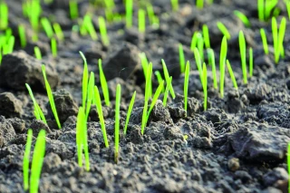 Choix variétal en bio : les recommandations d’Arvalis