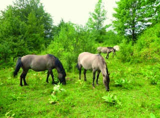 Retour des bisons  et chevaux sauvages 