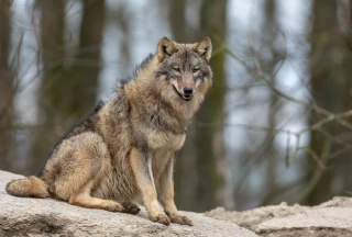 Loup : les Départements alpins attendent une réponse