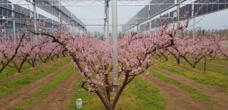 « Le potentiel de l’agrivoltaïsme  en France est énorme »