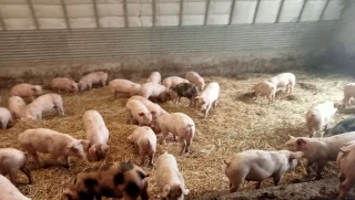 Le porc est un animal  très sensible au stress