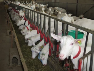Lait de chèvre : les éleveurs demandent «des hausses» lors des négociations commerciales