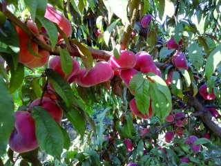Pêches et nectarines : comportement des nouvelles variétés