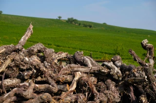 27 500 hectares de vignes vont être arrachées