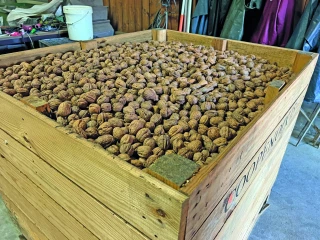 Débuts prometteurs pour l’Association des producteurs de noix du sud-est
