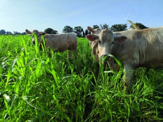 Autonomie alimentaire en système fourrager : quels leviers d’action ?
