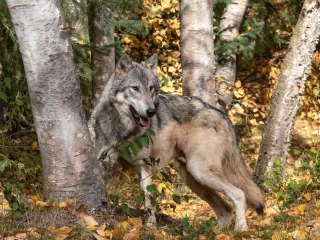 Un deuxième loup prélevé dans la Drôme 