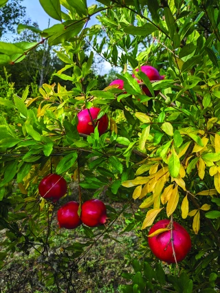 La grenade,  un “ super fruit ” qui séduit