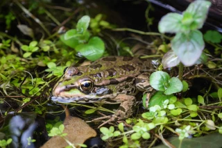 Val de Drôme  : « Marathon de la biodiversité »