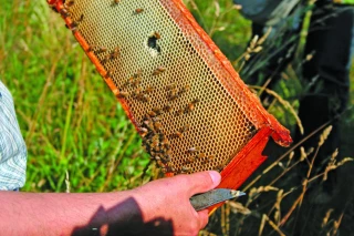 2024, une année de galère pour les abeilles