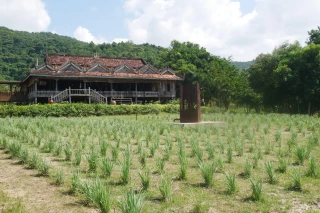 Une ferme de poivre au Cambodge avec un truc en plus