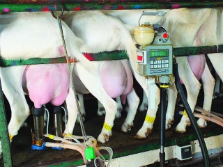 La production de lait biologique  structurellement affaiblie