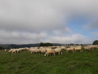 FCO-3 en Isère et MHE dans l'Ain