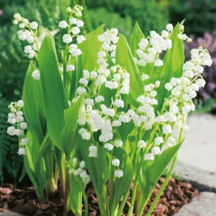 Muguet : une PPL pour faciliter l’ouverture le 1er mai, les fleuristes applaudissent  