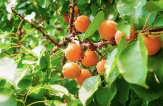 Légère baisse de la production européenne d’abricots