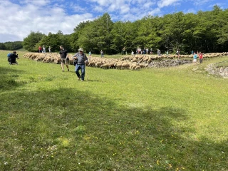 Suivez le troupeau en fête le 22 juin au Col du Rousset