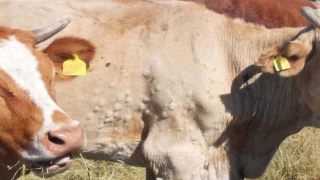 Un foyer de dermatose nodulaire contagieuse bovine (DNC) en Savoie