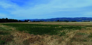 Gérer l’ambroisie après la moisson 