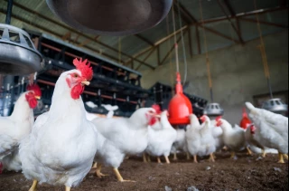 Une Iséroise qui se plaignait des chants du coq de son voisin condamnée 