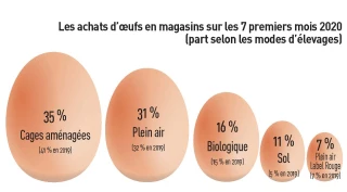 Après le confinement, la consommation d’œufs toujours en croissance