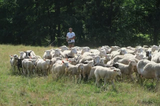 Regard sur les résultats économiques de 2022 de la ferme Auvergne-Rhône-Alpes