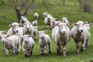 Premier cas sur un mouton au Royaume-Uni 