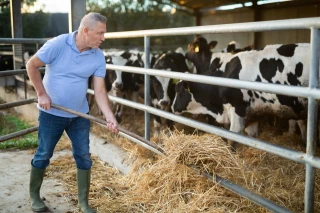 75 % des éleveurs de lait se prélèvent moins de 2 000 €/mois