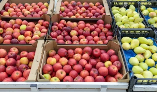 Production de pommes et de poires attendue en baisse